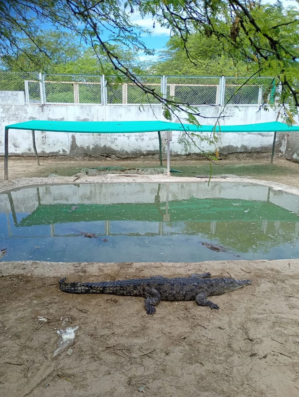 Manglares y cocodrilos